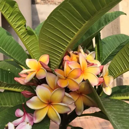 La Maison Bachelet Claira