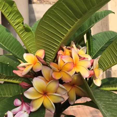 Frühstückspension La Maison Bachelet Claira