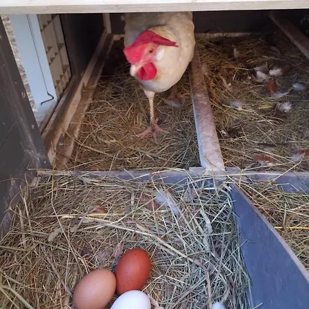 La Maison Bachelet Frühstückspension