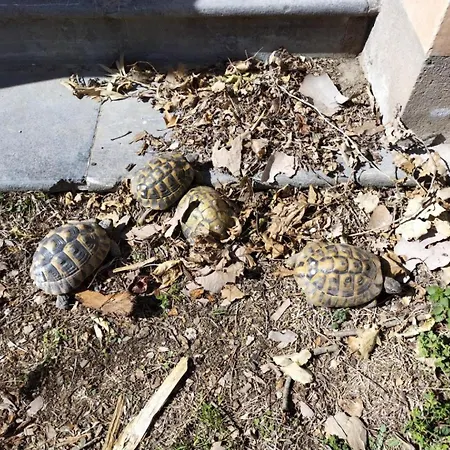 La Maison Bachelet 3* Claira